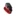 Platina Headlight Visor (red)